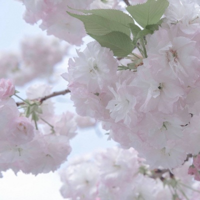 兽设晴天场景绘制FurryQQ群